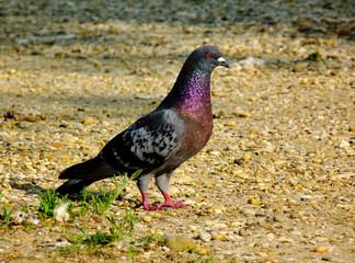 isolated beautiful mature male Feral pigeon in profile view. also called city dove or street pigeon. scientific name Columba livia domestica. perched on yellow beige gravel ground. closeup view. 