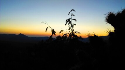 Obraz na płótnie Canvas Plant silhouette on hills at sunset
