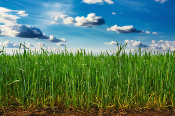 Obraz premium Green wheat field and blue sky with clouds