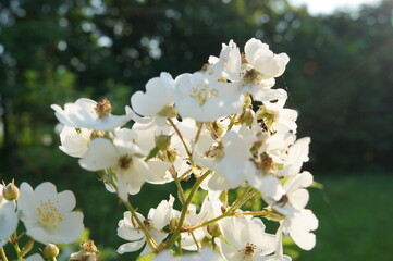apple tree blossom