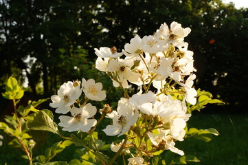 white flowers