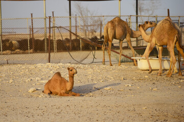 The little camel is resting. In the background are large camels and eat. Camels in the desert