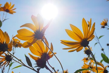 Bright yellow petals on thin stems against a blue sky in strong backlight. A symbol of airiness, purity, tenderness and hope.