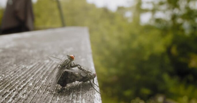 Macro shot of two flies mating on a railing