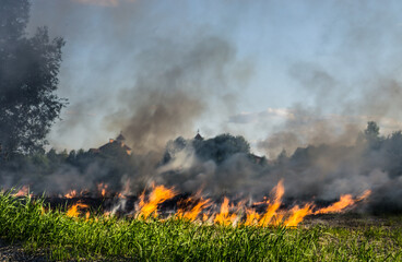 Fototapeta na wymiar The grass burns in a meadow. Ecological catastrophy. Fire and smoke destroy all life.