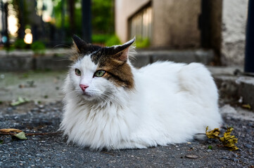 Cute street cat is sitting in shadow in a hot summer day