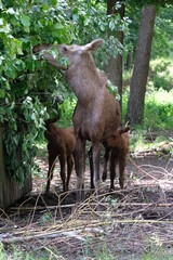Reindeer mother with her cubs