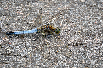 Großer Blaupfeil ( Orthetrum cancellatum ) Männchen.