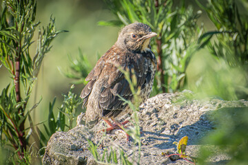 a brown baby bird on a grey stone