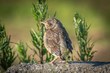 a brown baby bird on a grey stone