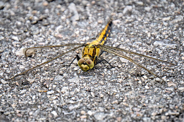 Großer Blaupfeil ( Orthetrum cancellatum ) Weibchen.