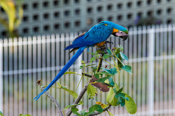 Guacamayas en Caracas 119