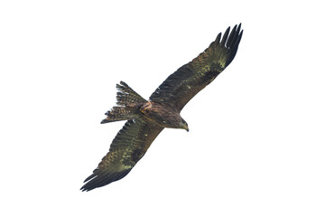 Black Raven against a blue sky