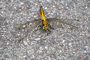 Großer Blaupfeil ( Orthetrum cancellatum ) Weibchen.