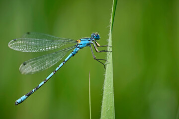 Gemeine Becherjungfer ( Enallagma cyathigerum ).