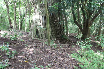 Ualaka'a Trail Tantalus Drive Oahu Island Hawaii