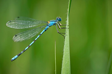 Gemeine Becherjungfer ( Enallagma cyathigerum ).
