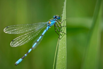 Gemeine Becherjungfer ( Enallagma cyathigerum ).