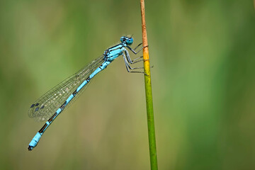 Gemeine Becherjungfer ( Enallagma cyathigerum ).