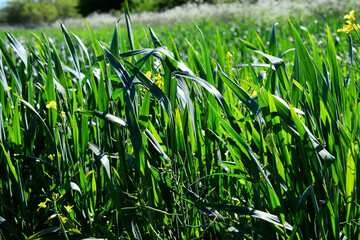 Green young wheat field with yellow flowers under a summer deep blue sky in a countryside 