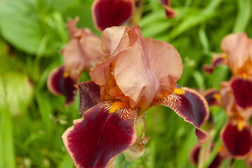  Light brown irises on a background of greenery in the garden. © Volha