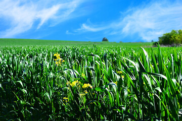 Green young wheat field with yellow flowers under a summer deep blue sky in a countryside 
