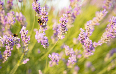 Bees collecting pollen from lavender flowers 