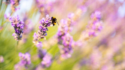 Bumblebee on pretty lavender flower