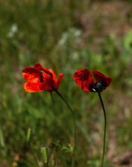 Spring natural background with red field poppies