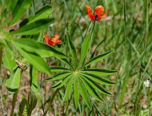 Spring natural background with red field poppies and green leaves of various plants under the rays of the morning sun.