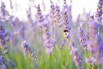 Lavender and bee, beautiful dance 