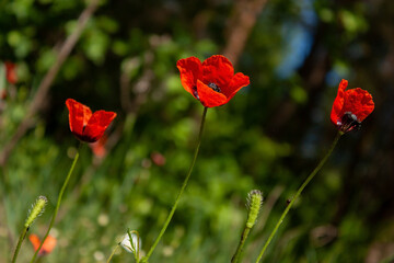 .Spring natural background with bright red field poppies under the rays of the morning sun.