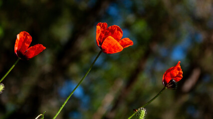 Spring natural background with bright red field poppies under the rays of the morning sun.