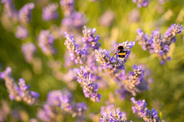 Fototapeta premium Bee on lavender flowers at sunset, beautiful nature 