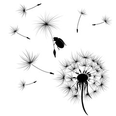 Abstract black dandelion with flying seeds illustration and ladybug. The wind blows the seeds of a dandelion. Silhouette of a dandelion with flying seeds and ladybug for textile, postcard, wallpapers.