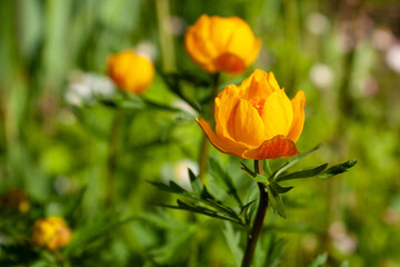 Spring natural background with yellow-orange flowers under the rays of the morning sun. The Latin name for the flowers is Trollius.