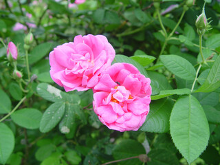 pink roses in garden