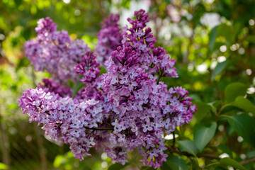 A branch of lilac on a blurred background of greenery of the garden.