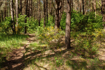 Fototapeta premium Spring landscape with green forest bushes and trees, a barely noticeable path and bushes of flowering broom in the sun.