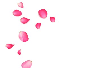 In selective focus a group of sweet pink rose corollas on white isolated background with softly style and copy space 