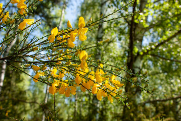 Natural spring background with blooming bright yellow flowers branch of a broom.