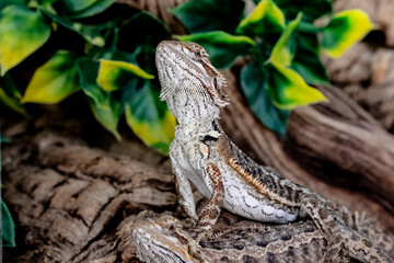 bearded dragon