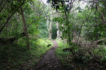 Ualaka'a Trail Tantalus Drive Oahu Island Hawaii