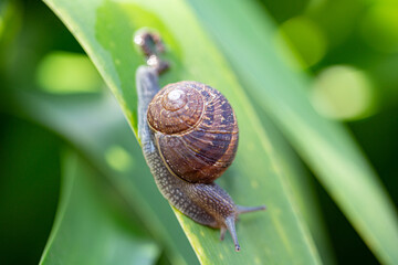 snail