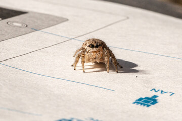 a small spider