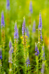 lavender flowers in the garden