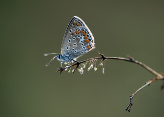 Polyommatus icarus - diurnal butterfly on the forest flower in the dew in the first rays of the sun