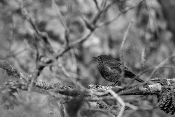 Viejo colirrojo tizón en blanco y negro