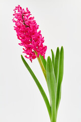 Fototapeta premium Pink hyacinth with green leaves on a white background