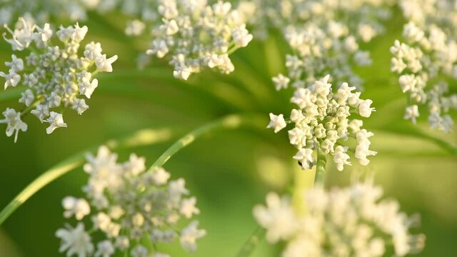 Seeds of dangerous toxic plant Giant Hogweed, close up. End of June. Spreads of this poisonous plant is global problem